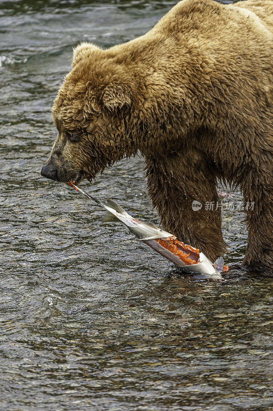 阿拉斯加棕熊，北极熊，吃红鲑鱼，Oncorhynchus nerka，布鲁克斯河和瀑布，卡特迈国家公园，阿拉斯加。以刚从河里抓来的鲑鱼为食。